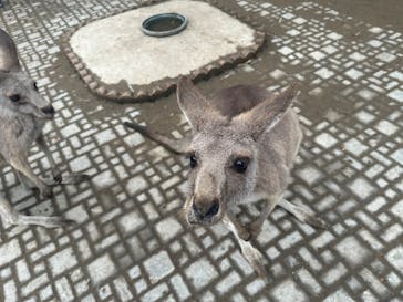 ANIMAL WONDER REZOURT 市原ぞうの国・サユリワールドに投稿された画像（2025/10/12）