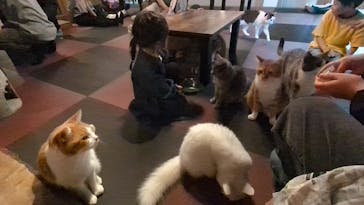 おさるランド＆アニタウン　日光さる軍団劇場に投稿された画像（2025/10/12）