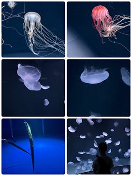 サンシャイン水族館に投稿された画像（2025/10/12）