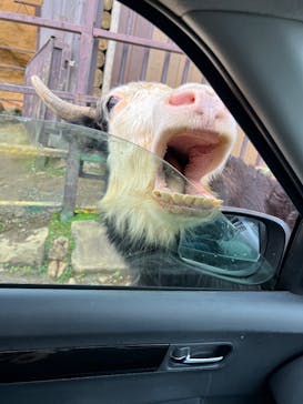 東北サファリパークに投稿された画像（2025/10/12）