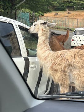 東北サファリパークに投稿された画像（2025/10/12）