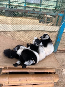 東北サファリパークに投稿された画像（2025/10/12）