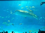 沖縄美ら海水族館に投稿された画像（2025/10/12）