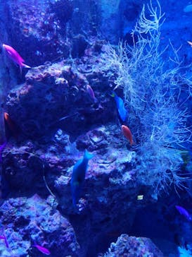 沖縄美ら海水族館に投稿された画像（2025/10/12）