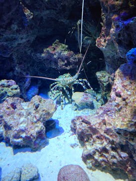 沖縄美ら海水族館に投稿された画像（2025/10/12）