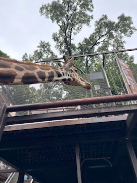 ANIMAL WONDER REZOURT 市原ぞうの国・サユリワールドに投稿された画像（2025/10/12）