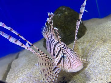 伊豆・三津シーパラダイスに投稿された画像（2025/10/12）