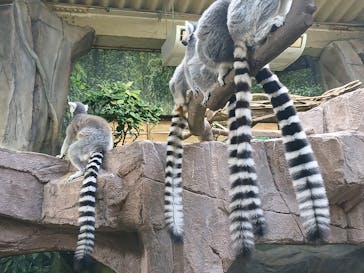 那須どうぶつ王国に投稿された画像（2025/10/12）