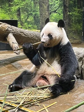 恩賜上野動物園に投稿された画像（2025/10/12）