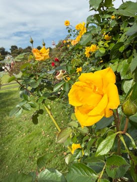 京成バラ園に投稿された画像（2025/10/12）