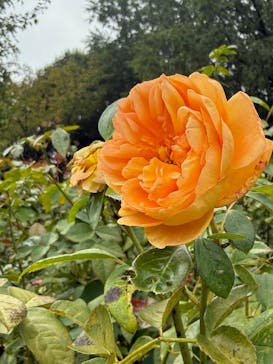 京成バラ園に投稿された画像（2025/10/12）