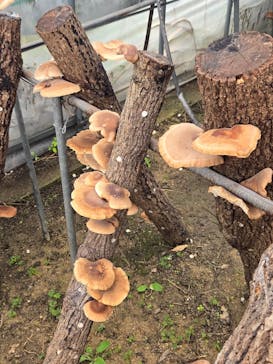 農業公園信貴山のどか村に投稿された画像（2025/10/12）