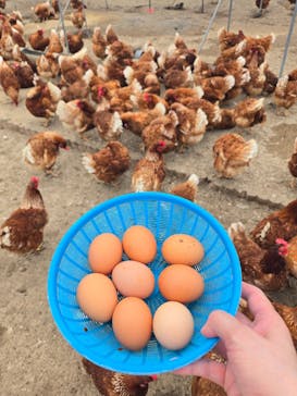 農業公園信貴山のどか村に投稿された画像（2025/10/12）