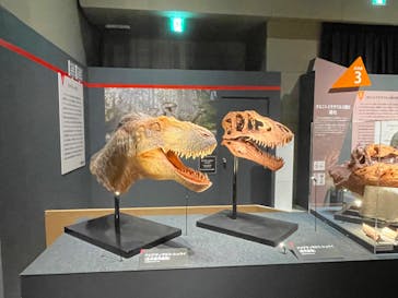 福井県立恐竜博物館に投稿された画像（2025/10/12）