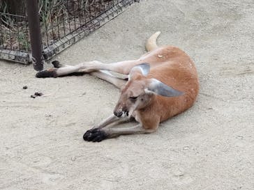 名古屋市東山動植物園に投稿された画像（2025/10/12）