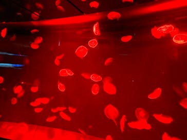 サンシャイン水族館に投稿された画像（2025/10/12）