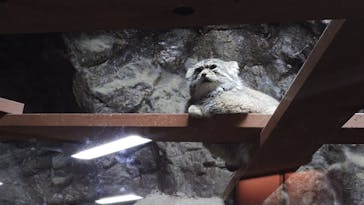 恩賜上野動物園に投稿された画像（2025/10/12）
