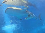 沖縄美ら海水族館に投稿された画像（2025/10/12）