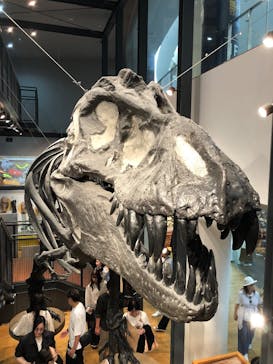福井県立恐竜博物館に投稿された画像（2025/10/12）