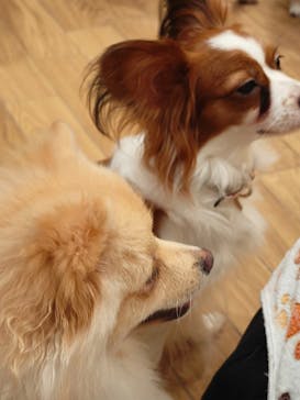 いぬカフェRio 浅草店に投稿された画像（2025/10/12）