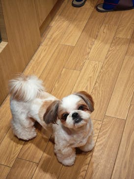 いぬカフェRio 浅草店に投稿された画像（2025/10/12）