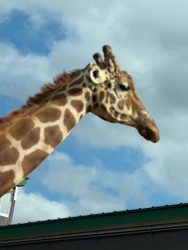 東北サファリパークに投稿された画像（2025/10/12）