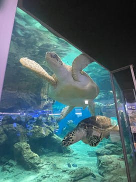 名古屋港水族館に投稿された画像（2025/10/12）