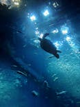 アクアワールド茨城県大洗水族館に投稿された画像（2025/10/12）