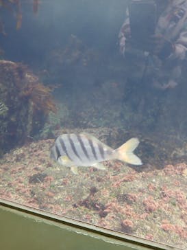 アクアワールド茨城県大洗水族館に投稿された画像（2025/10/12）