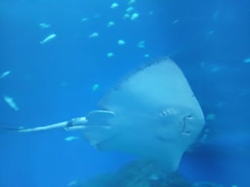 アクアワールド茨城県大洗水族館に投稿された画像（2025/10/12）