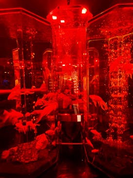 NARA KINGYO MUSEUMに投稿された画像（2025/10/12）