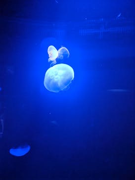 サンシャイン水族館に投稿された画像（2025/10/12）