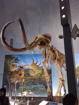 福井県立恐竜博物館に投稿された画像（2025/10/12）