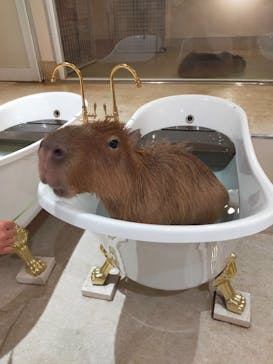 アニタッチららぽーと名古屋みなとアクルスに投稿された画像（2025/10/12）