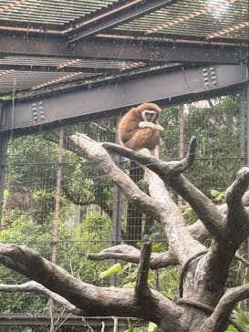恩賜上野動物園に投稿された画像（2025/10/12）
