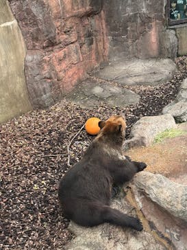 恩賜上野動物園に投稿された画像（2025/10/12）