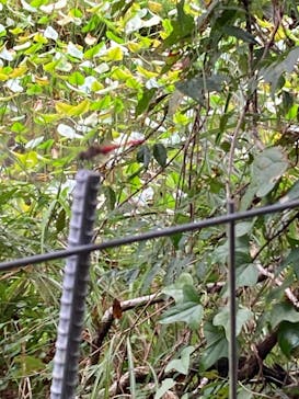 四万十市観光協会に投稿された画像（2025/10/12）