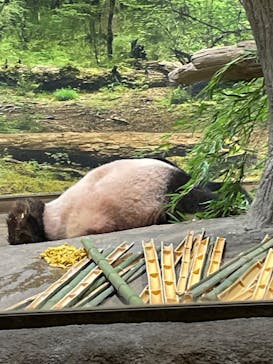 恩賜上野動物園に投稿された画像（2025/10/12）