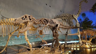 福井県立恐竜博物館に投稿された画像（2025/10/12）