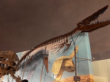 福井県立恐竜博物館に投稿された画像（2025/10/12）