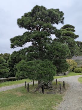 偕楽園本園に投稿された画像（2025/10/12）