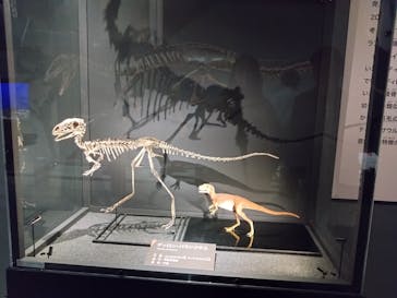 福井県立恐竜博物館に投稿された画像（2025/10/12）