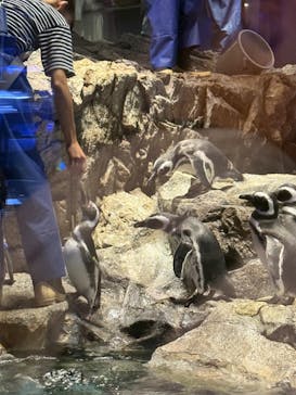 すみだ水族館に投稿された画像（2025/10/12）