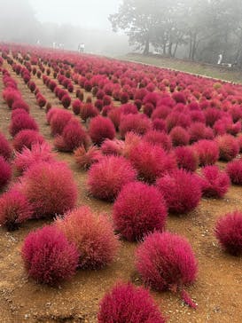 ひるがのピクニックガーデンに投稿された画像（2025/10/12）