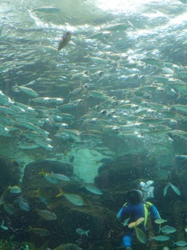 名古屋港水族館に投稿された画像（2025/10/12）