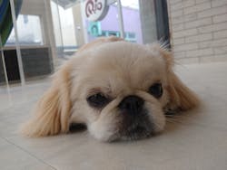 いぬカフェRio 原宿竹下通り店に投稿された画像（2025/10/12）