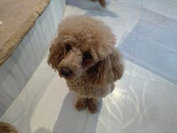 いぬカフェRio 原宿竹下通り店に投稿された画像（2025/10/12）