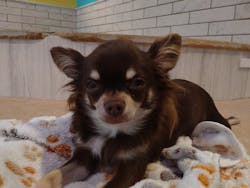 いぬカフェRio 原宿竹下通り店に投稿された画像（2025/10/12）