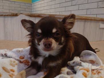 いぬカフェRio 原宿竹下通り店に投稿された画像（2025/10/12）