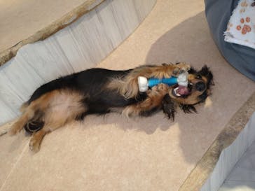 いぬカフェRio 原宿竹下通り店に投稿された画像（2025/10/12）